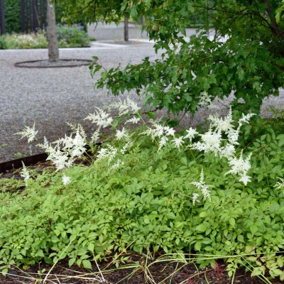 Astilbe arendsii Brautschleier (Bridal Veil), Astilbe, P9cm