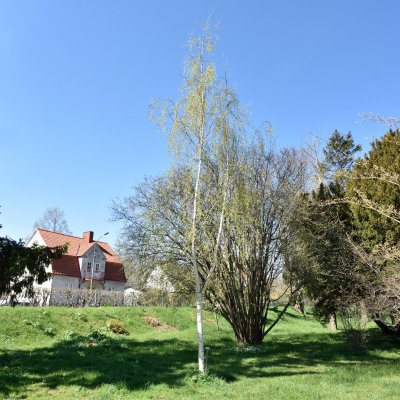 Betula pendula Dalecarlica E, Äkta Ornäsbjörk