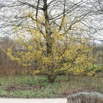 Cornus officinalis