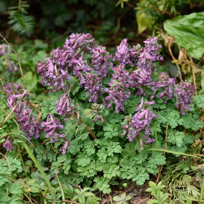 Corydalis solida, Stor Nunneört, P9cm