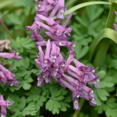 Corydalis solida, Stor Nunneört, P9cm