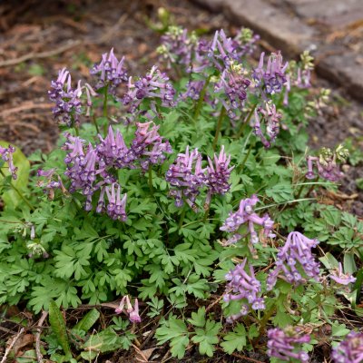 Corydalis solida, Stor Nunneört, P9cm