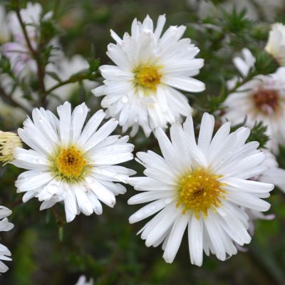 Symphyotrichum (Aster) novi-belgii Frövi