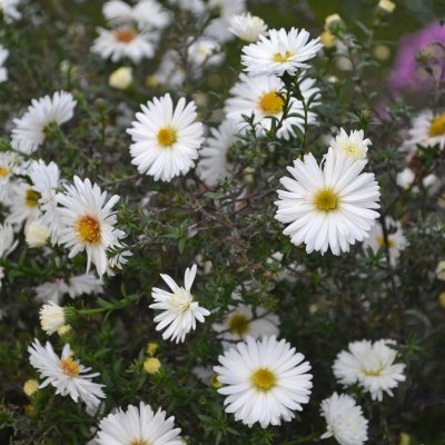Symphyotrichum (Aster) novi-belgii Frövi