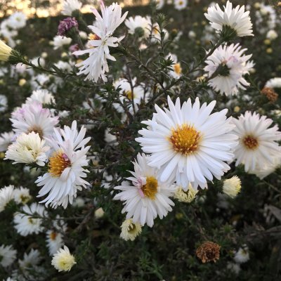 Symphyotrichum (Aster) novi-belgii Frövi
