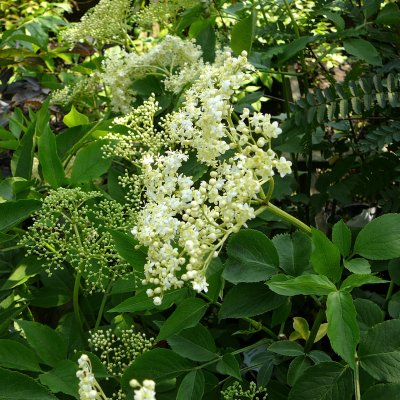 Sambucus nigra Samyl