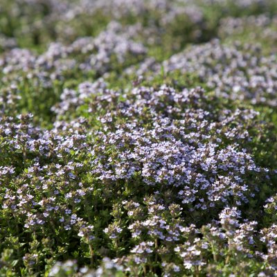 Thymus vulgaris Compactus