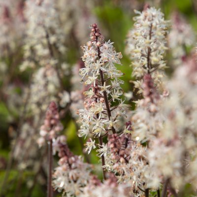 Tiarella hybr. Spring Symphony ®