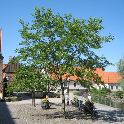 Morus nigra, Svart Mullbär