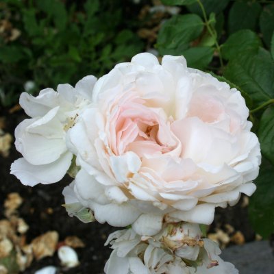 tehybrid Sebastian Kneipp ® (Korpastato), Tehybridros, C4