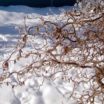 Corylus avellana Contorta, Ormhassel