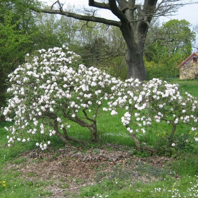 Viburnum carlesii