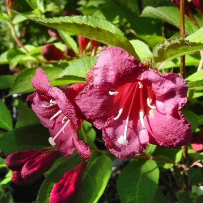 Weigela Bristol Ruby