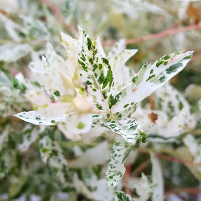 Salix integra Hakuro Nishiki