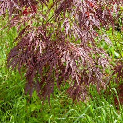 Acer palmatum Inaba-shidare