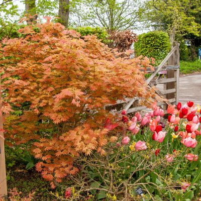 Acer shirasawanum Moonrise