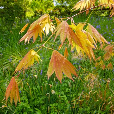 Acer shirasawanum Moonrise