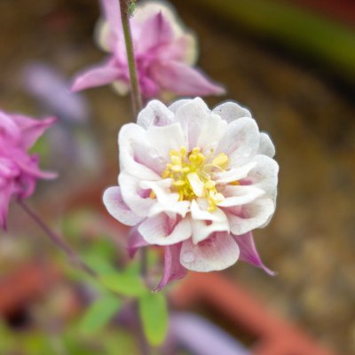 Aquilegia vulgaris Winky Double Rose-White