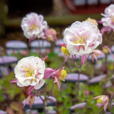 Aquilegia vulgaris Winky Double Rose-White