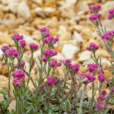 Antennaria dioica Rotes Wunder