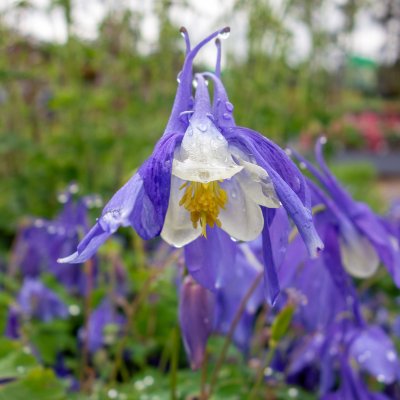 Aquilegia hybr. Spring Magic Blue & White