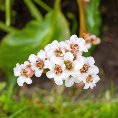 Bergenia hybr. Bressingham White