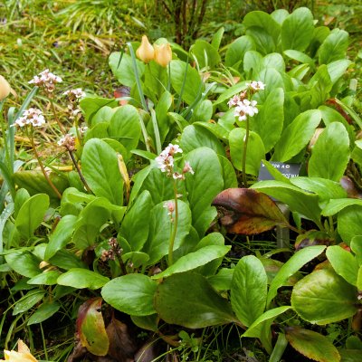 Bergenia hybr. Bressingham White