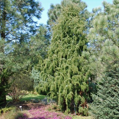 Juniperus communis Oblonga Pendula