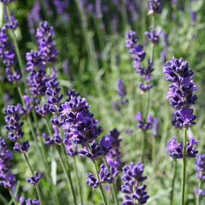 Lavandula angustifolia Dwarf Blue, Lavendel