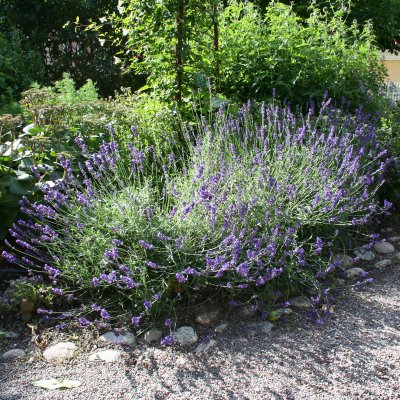 Lavandula angustifolia Dwarf Blue, Lavendel