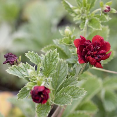 Potentilla Flambeau, Fingerört