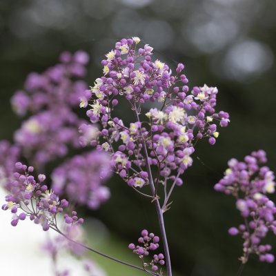 Thalictrum Elin, Trädgårdsruta
