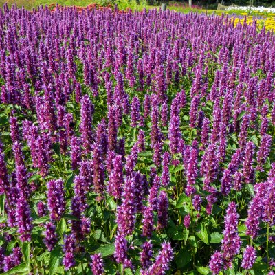Agastache hybr. Beelicious ® Purple