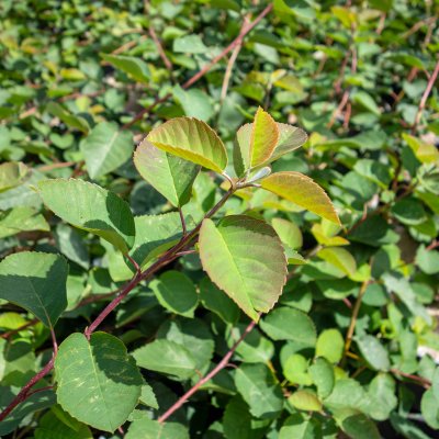 Amelanchier alnifolia Greatberry ® Farm