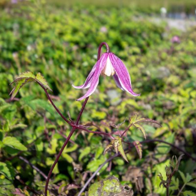 Clematis atragene Columella