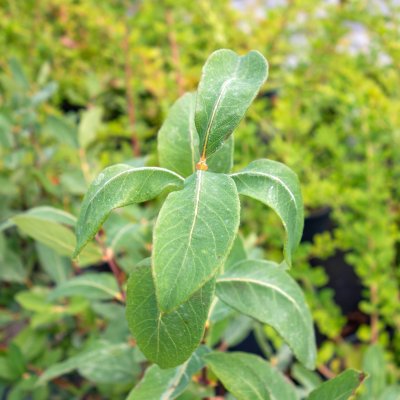 Lonicera caerulea Stubbaröd