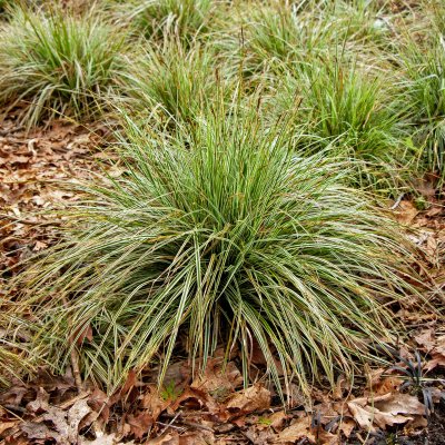 Carex oshimensis Everest