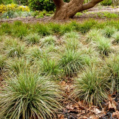 Carex oshimensis Everest