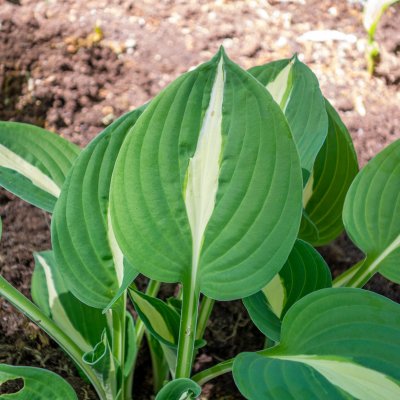 Hosta hybr. Risky Business, Funkia