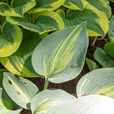 Hosta hybr. Touch of Class ®, Funkia