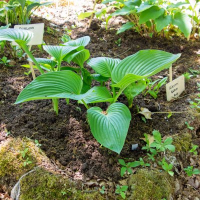 Hosta elata