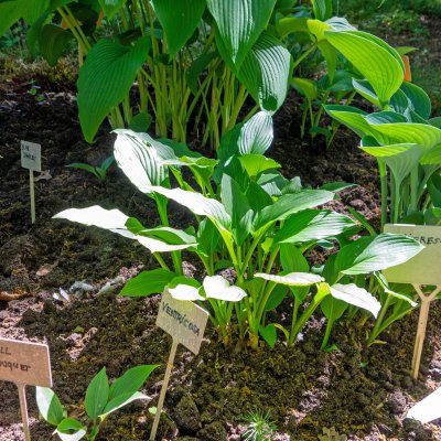 Hosta ventricosa