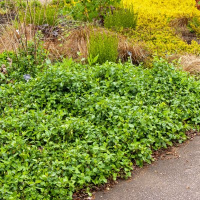 Euonymus fortunei Coloratus