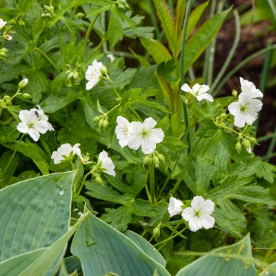 Geranium maculatum Album
