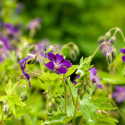 Geranium phaeum Lily Lovell