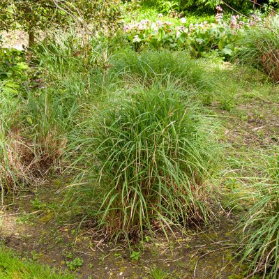 Miscanthus sinensis Yakushima Dwarf