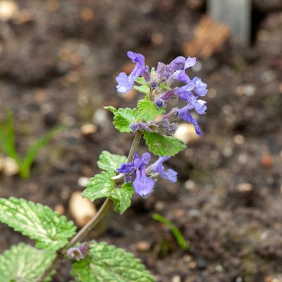 Nepeta racemosa Little Titch