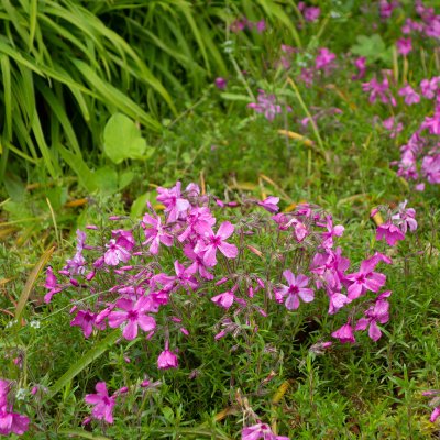 Phlox subulata Red Wings