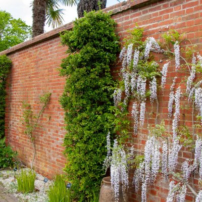 Pyracantha Soleil d´Or