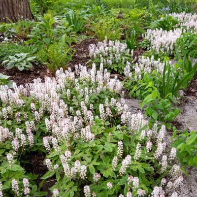 Tiarella hybr. Spring Symphony ®